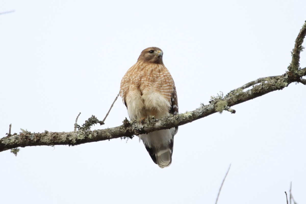 Rotschulterbussard - ML411201361