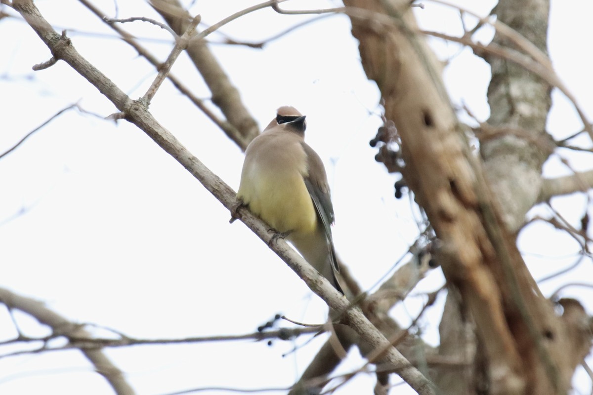 Cedar Waxwing - ML411201581