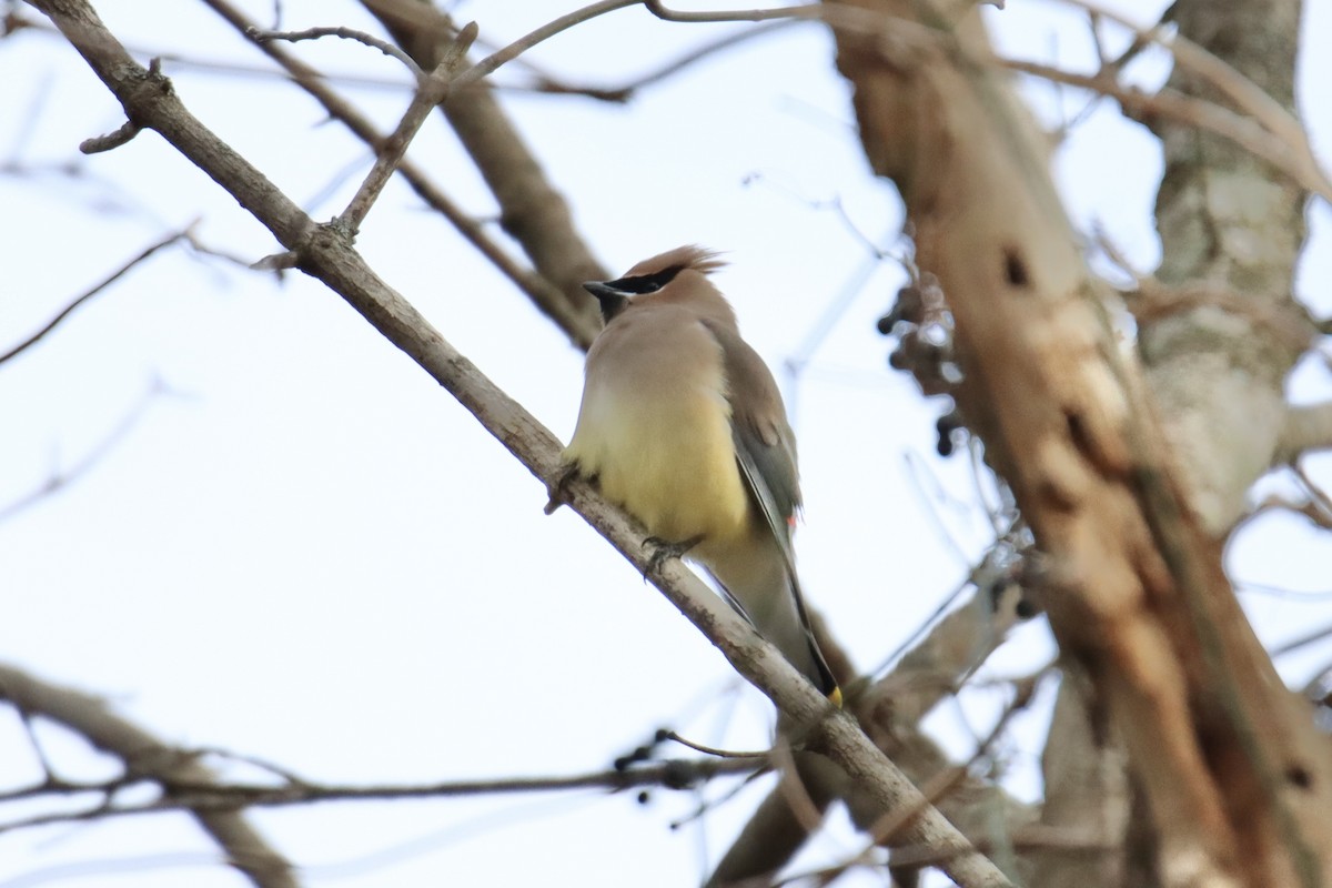 Cedar Waxwing - ML411201591