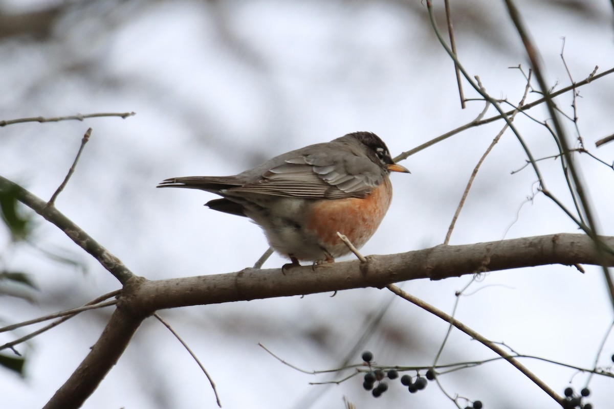 American Robin - ML411201611