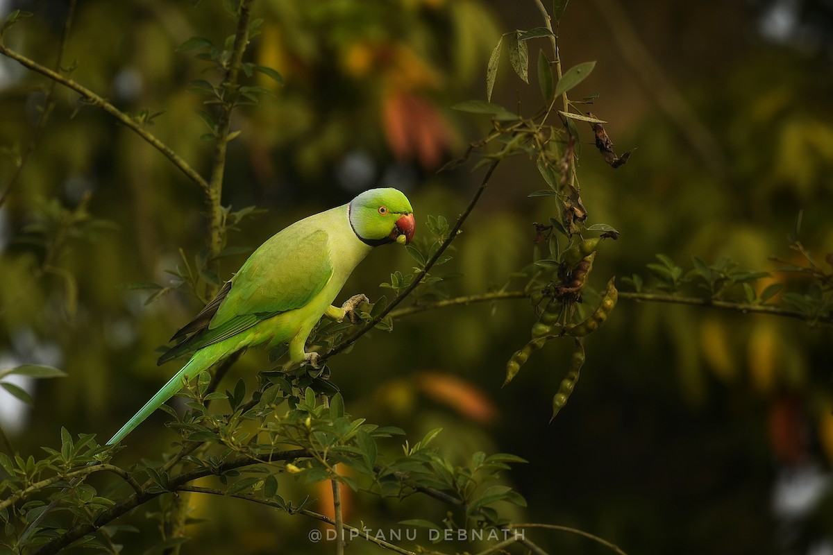 Rose-ringed Parakeet - ML411201901