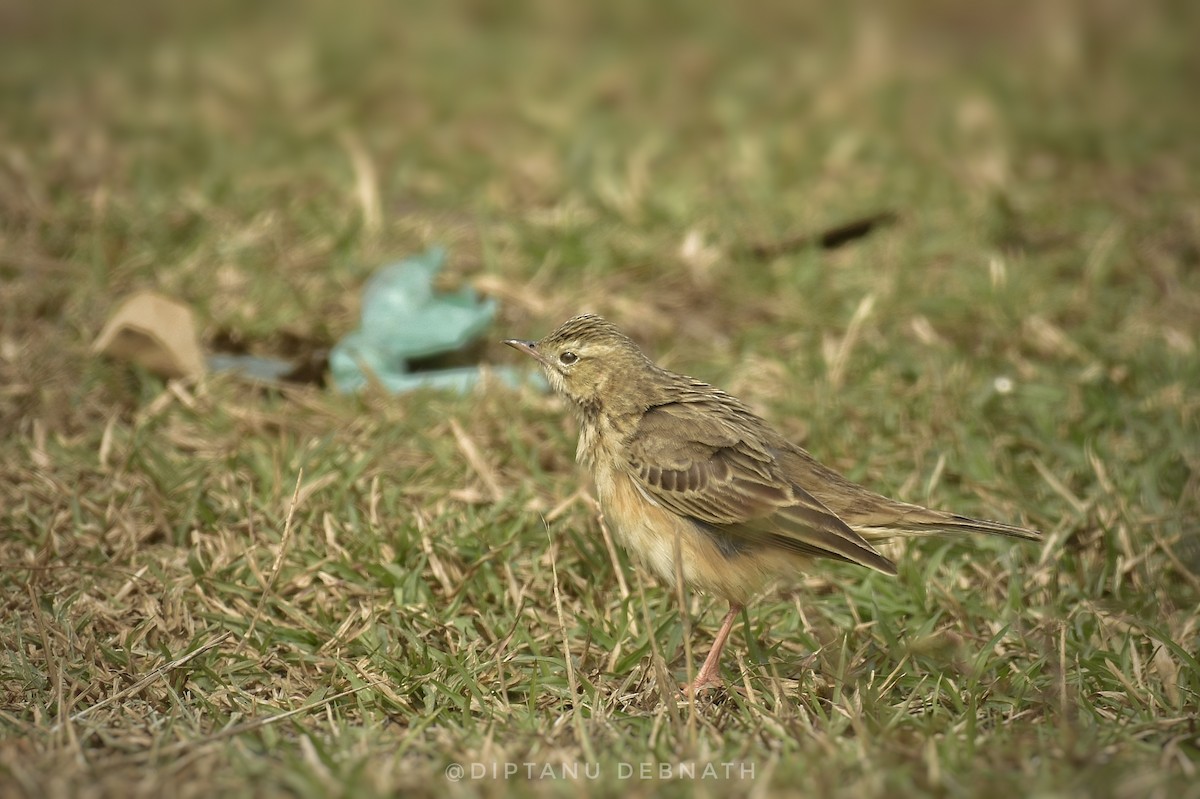 Richard's Pipit - ML411203041