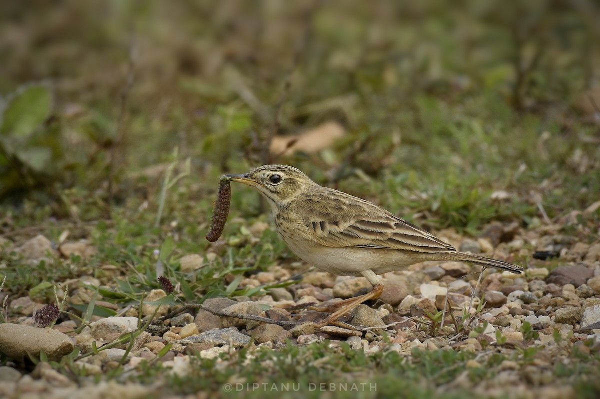 Paddyfield Pipit - ML411203131