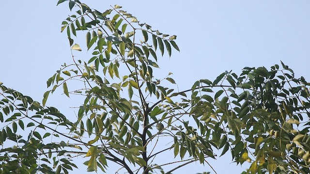 Yellow-browed Warbler - ML411203521