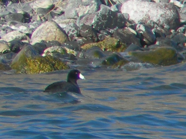 American Coot (Red-shielded) - ML411204011