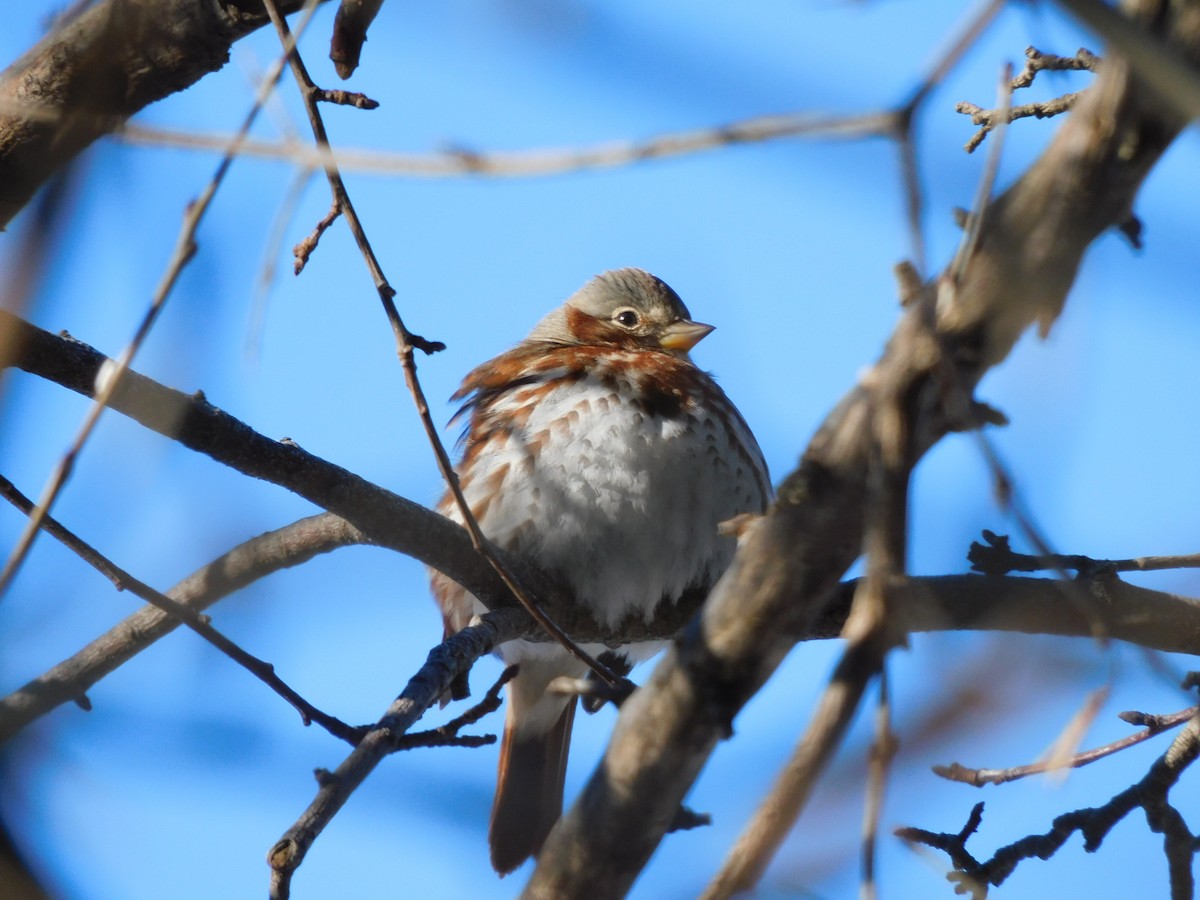 Fox Sparrow - ML411204721