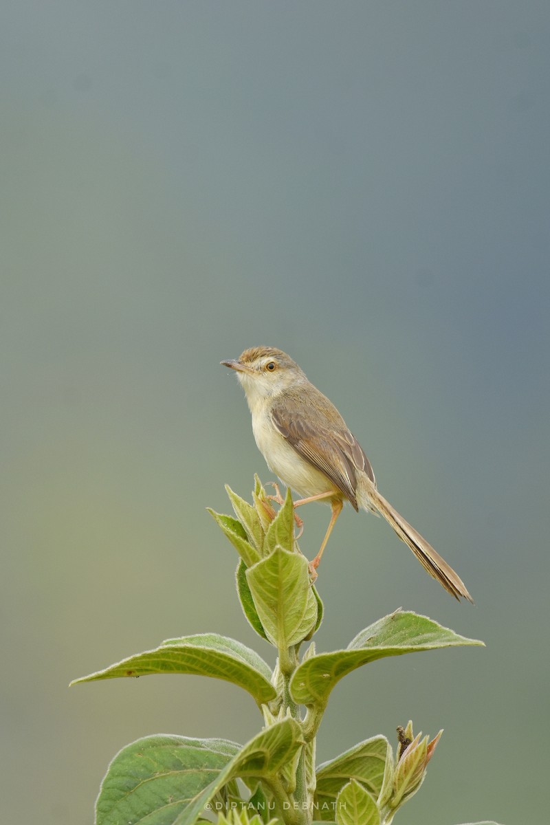 Plain Prinia - ML411205171