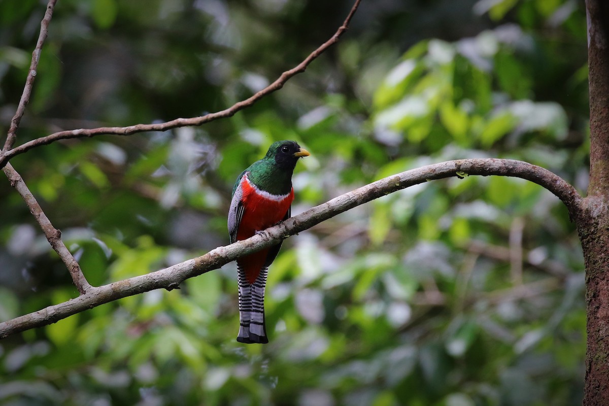 Collared Trogon - ML411205631