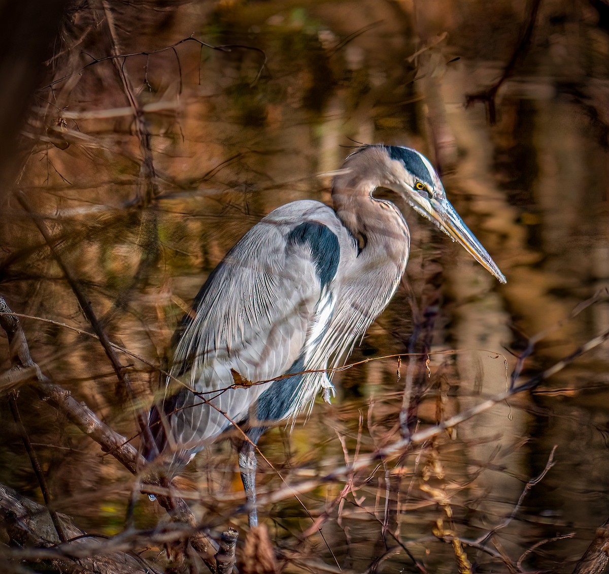 Great Blue Heron - Marisa Hernandez