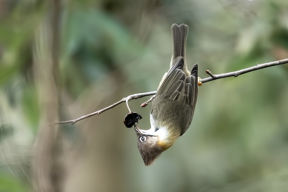 Yuhina à cou roux - ML411205891