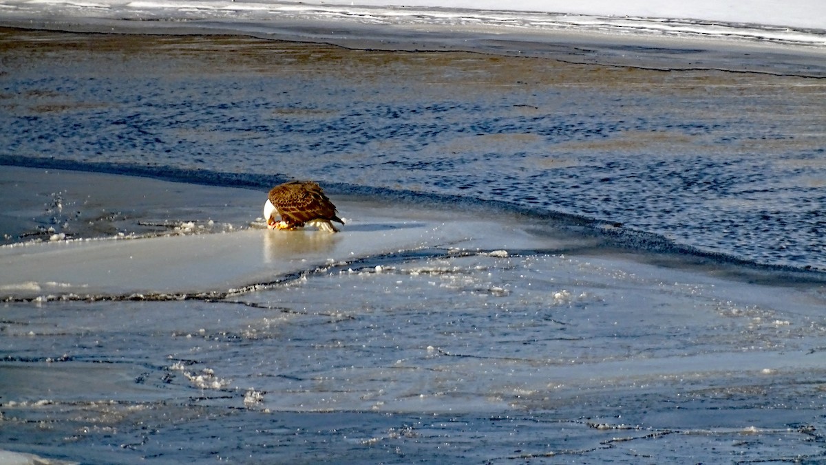 Bald Eagle - ML411207781