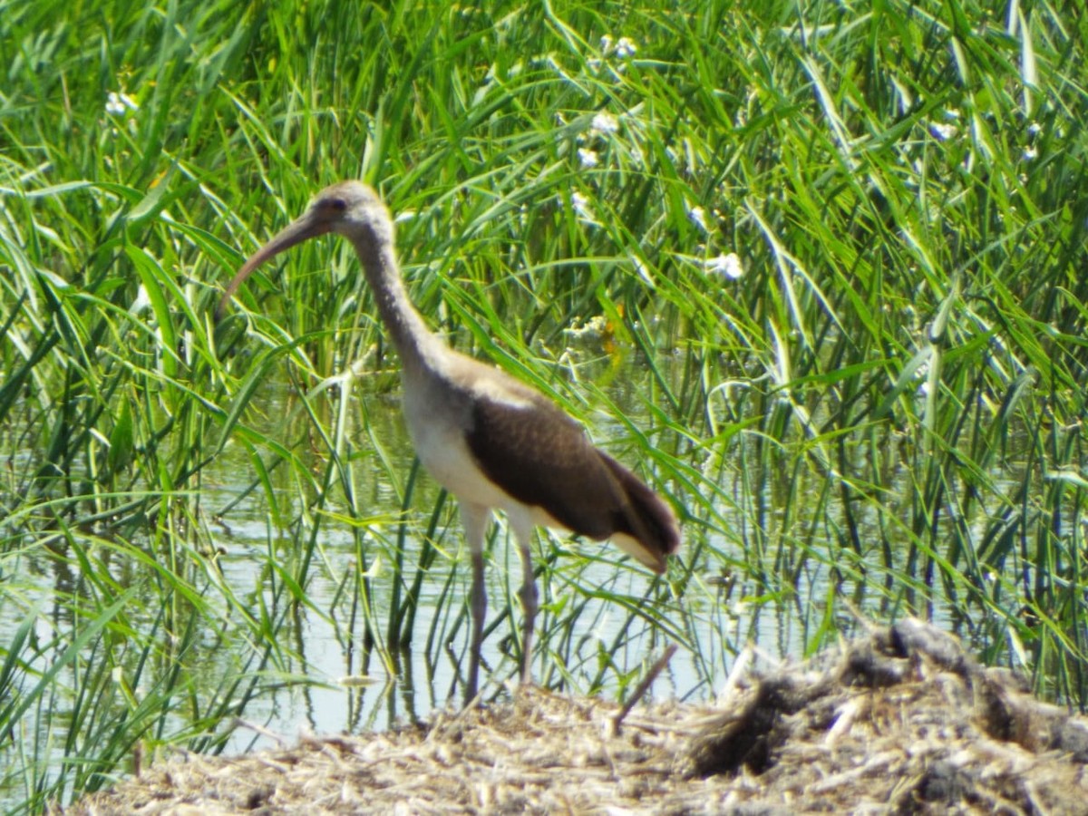 White Ibis - ML411208681