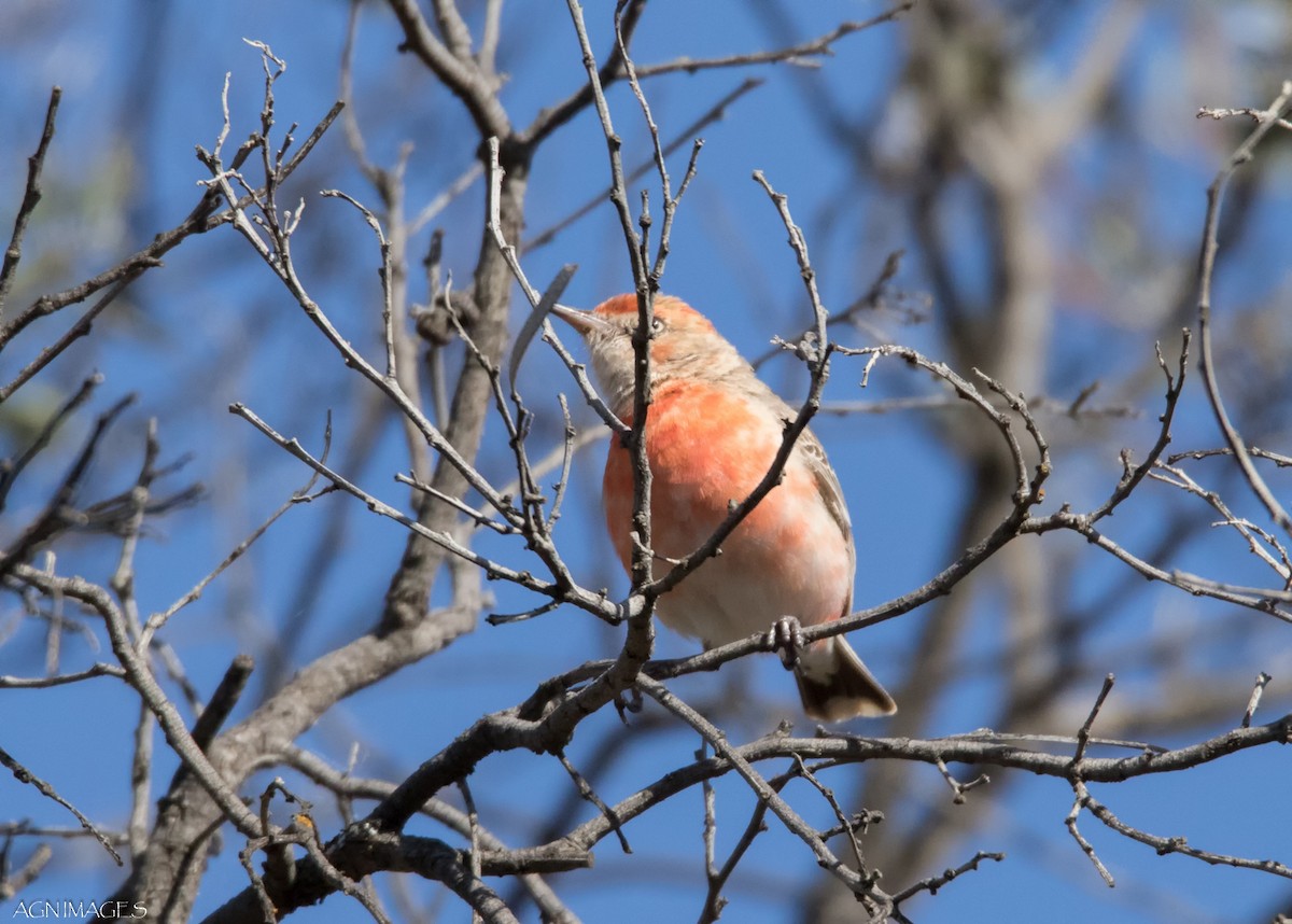 Crimson Chat - ML41120901