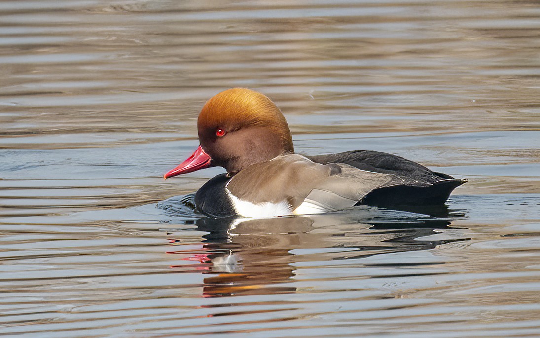 アカハシハジロ - ML411209751