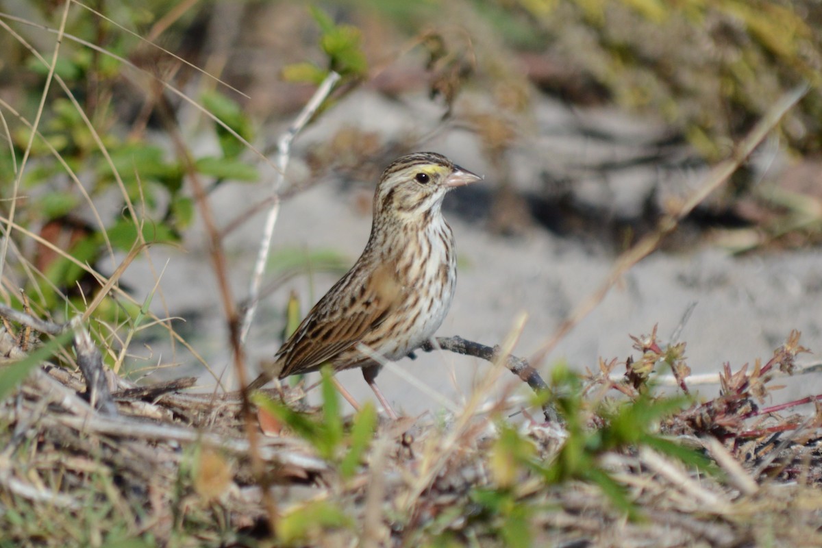 Savannah Sparrow - ML41121101