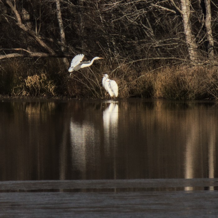 Great Egret - ML411212311