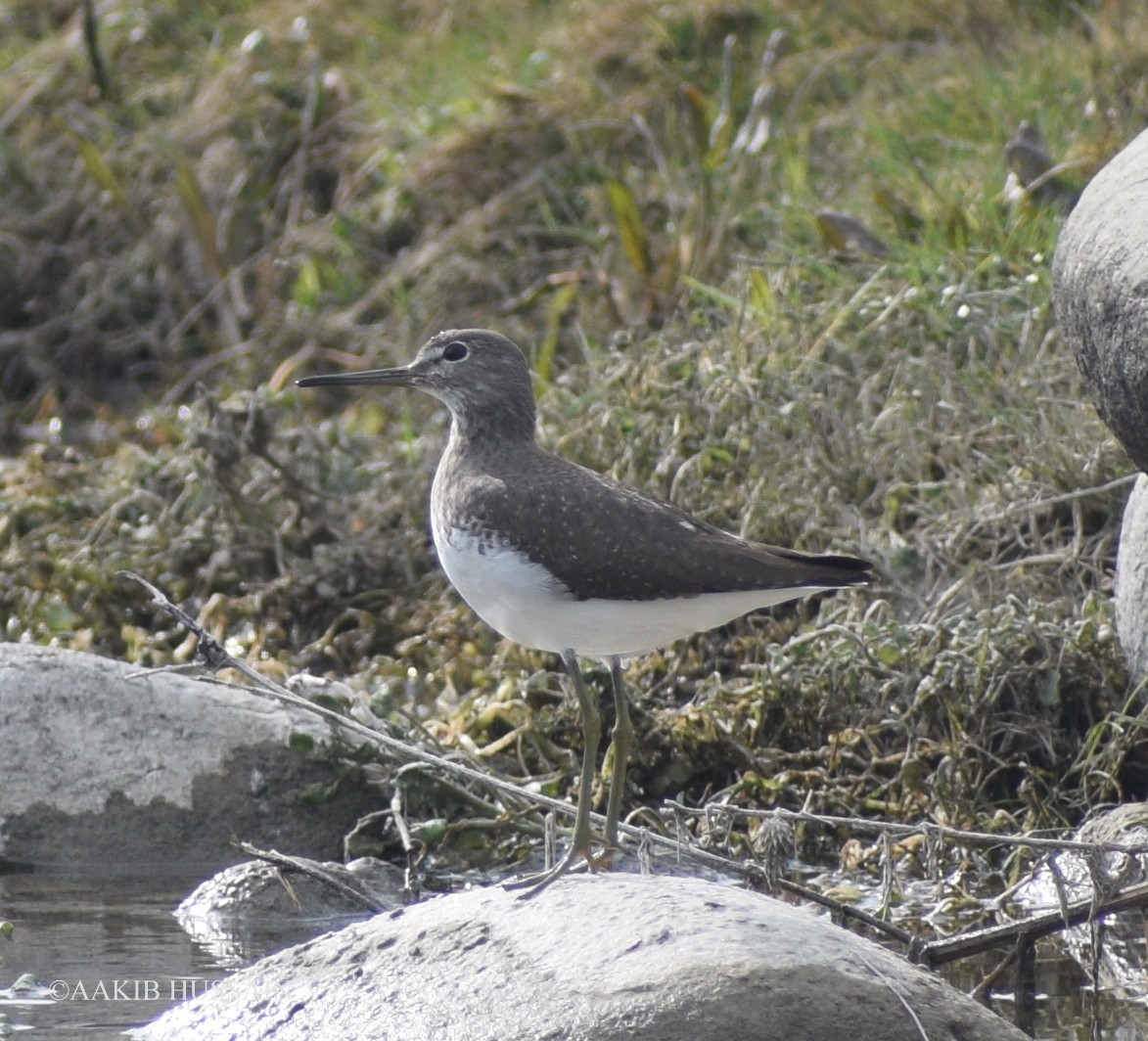 Green Sandpiper - AAKIB HUSSAIN