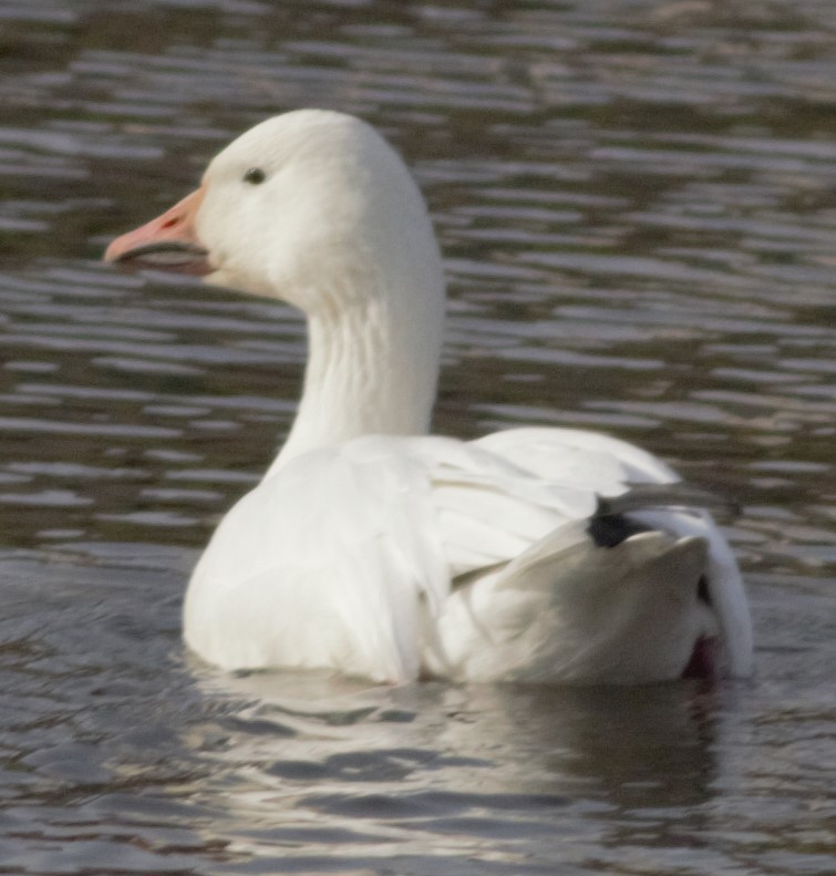 Snow Goose - Michael Clay