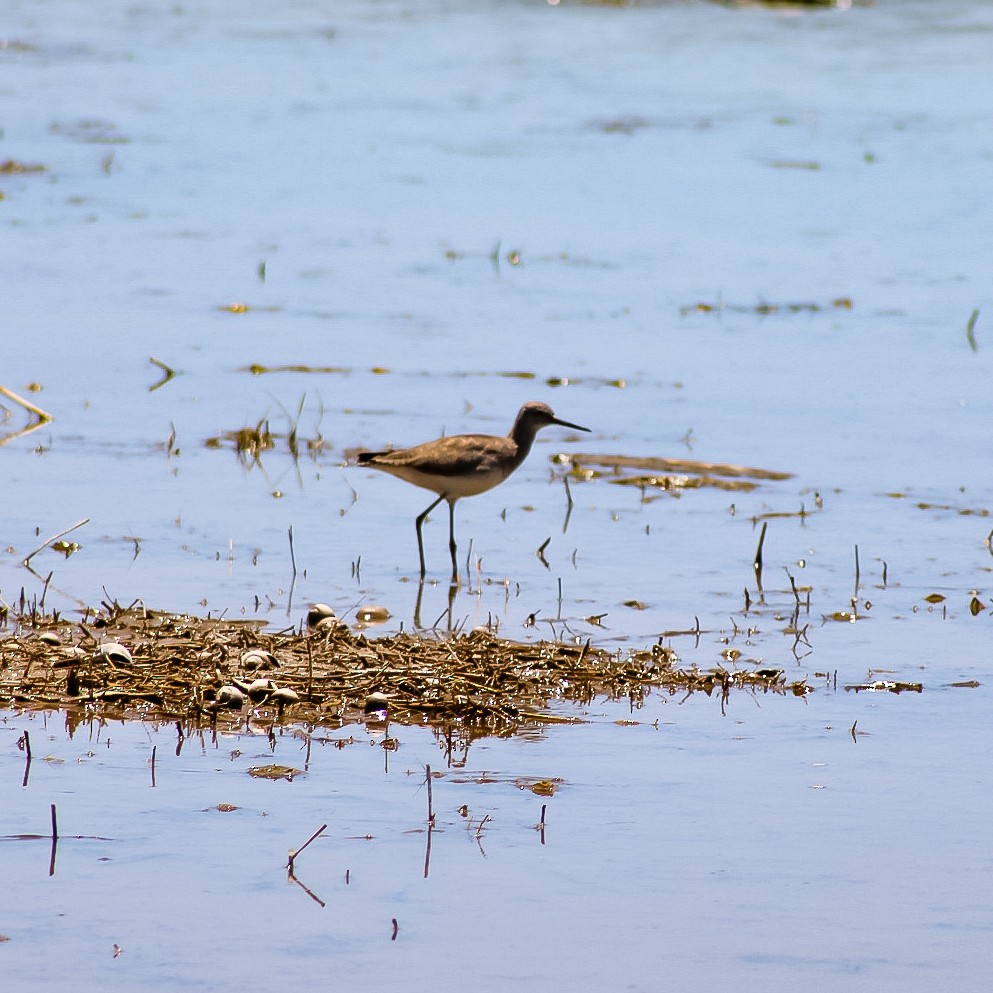 Lesser Yellowlegs - ML411214831