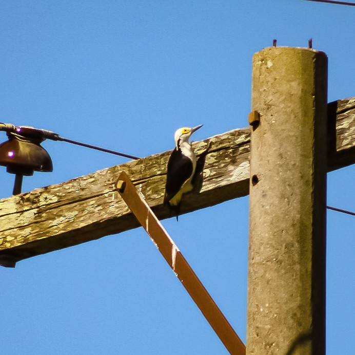 White Woodpecker - ML411214961