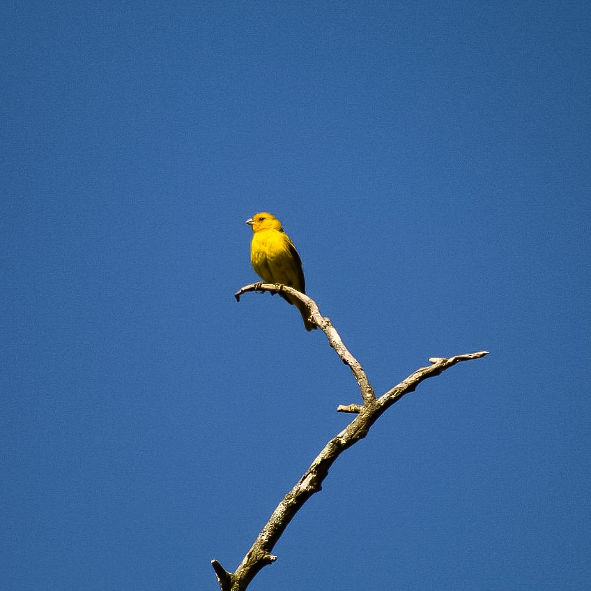 Saffron Finch - ML411215131