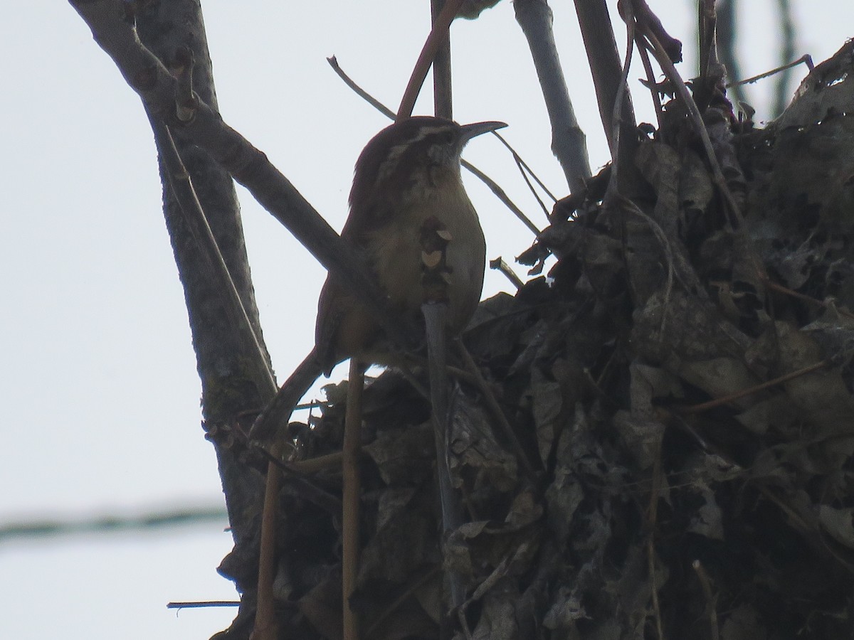 Carolina Wren - ML411215571