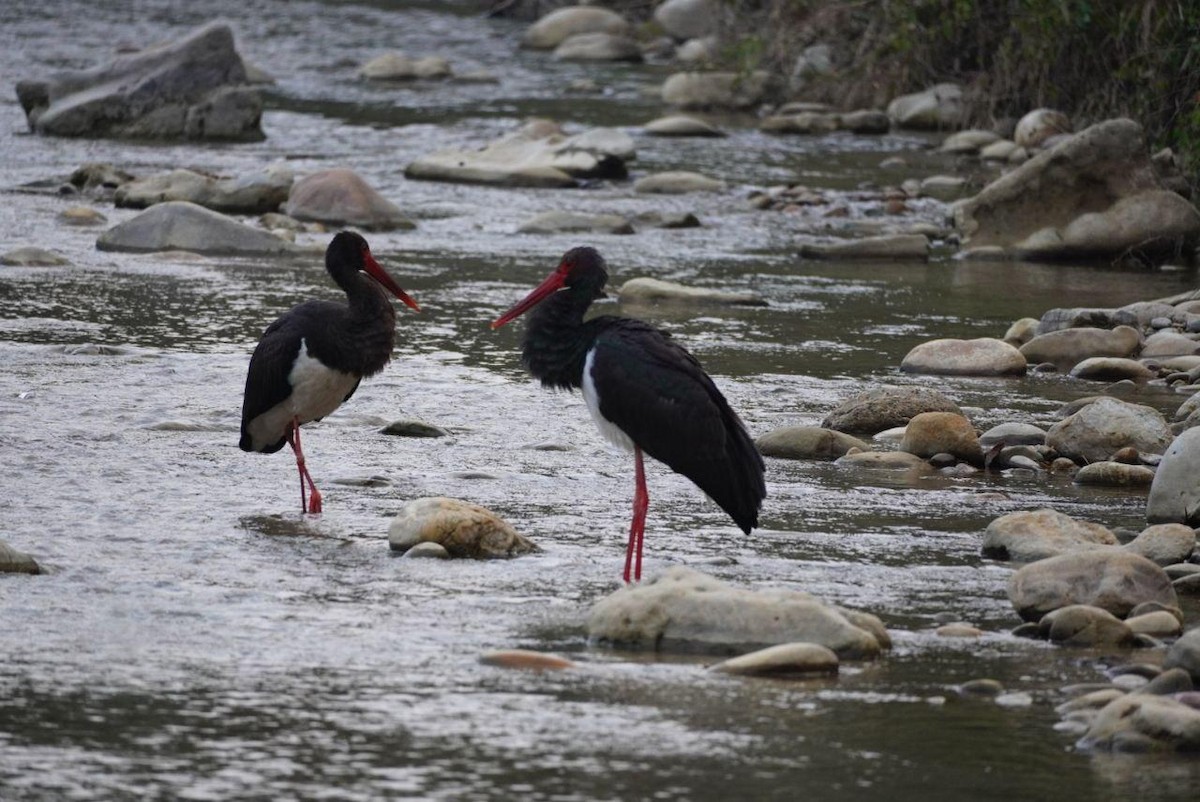 Black Stork - joseph ND