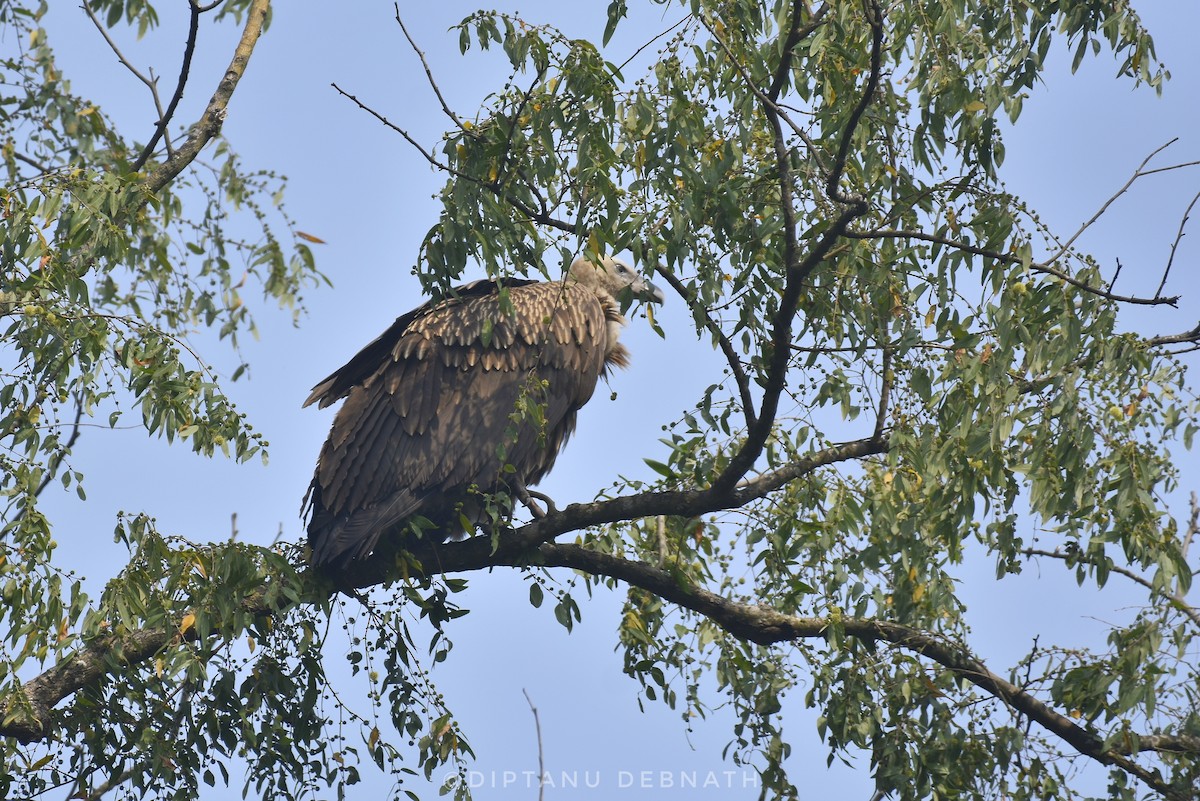 Himalayan Griffon - ML411218971