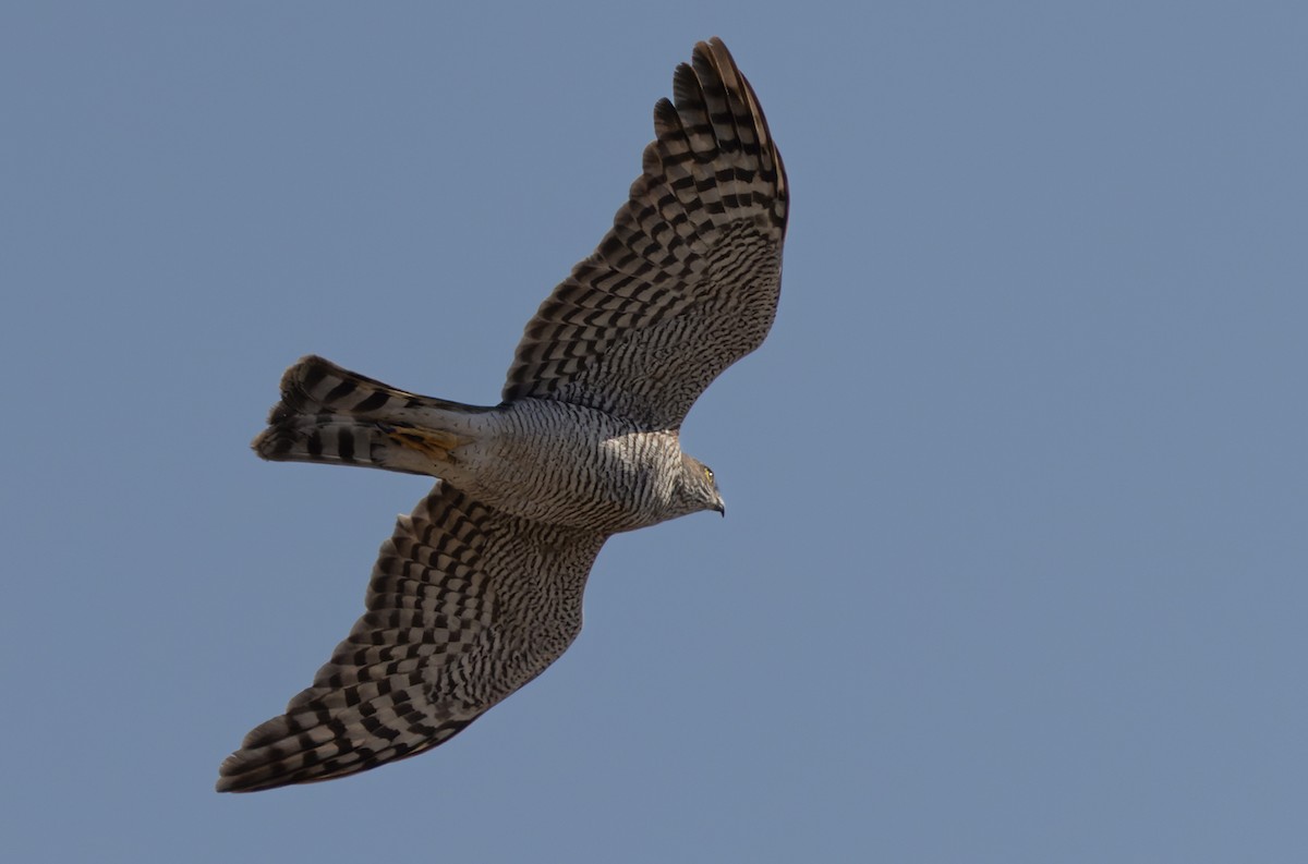 Eurasian Sparrowhawk - ML411219411