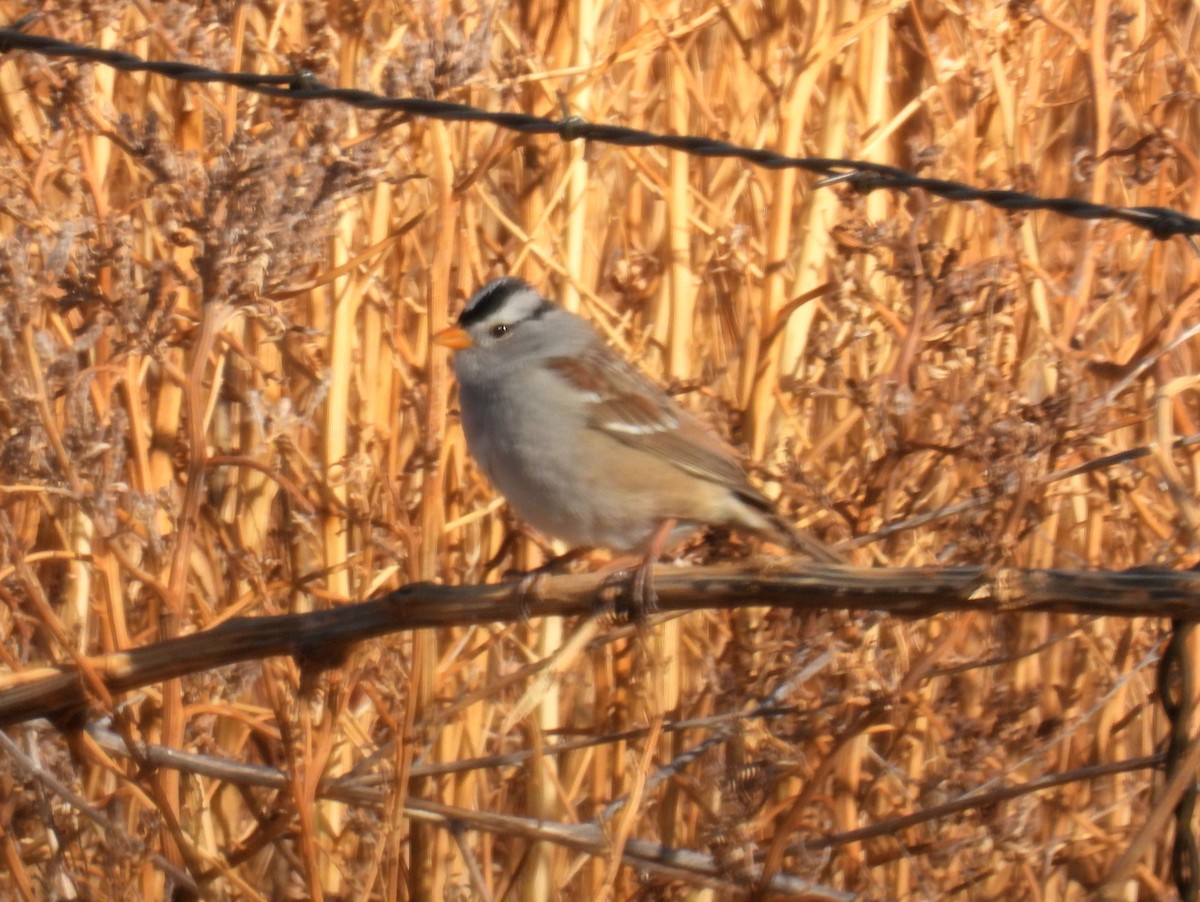 White-crowned Sparrow - ML411221291