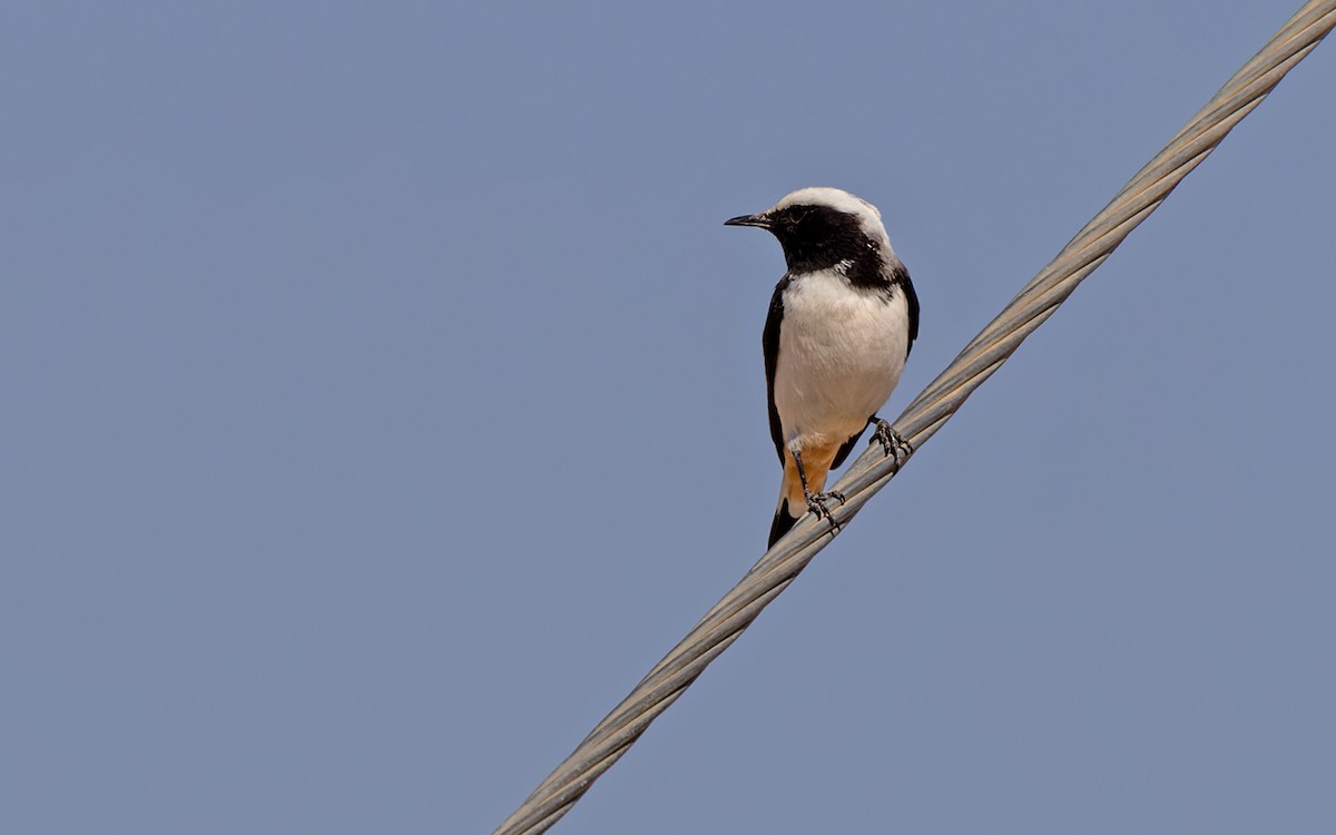 Arabian Wheatear - Lars Petersson | My World of Bird Photography