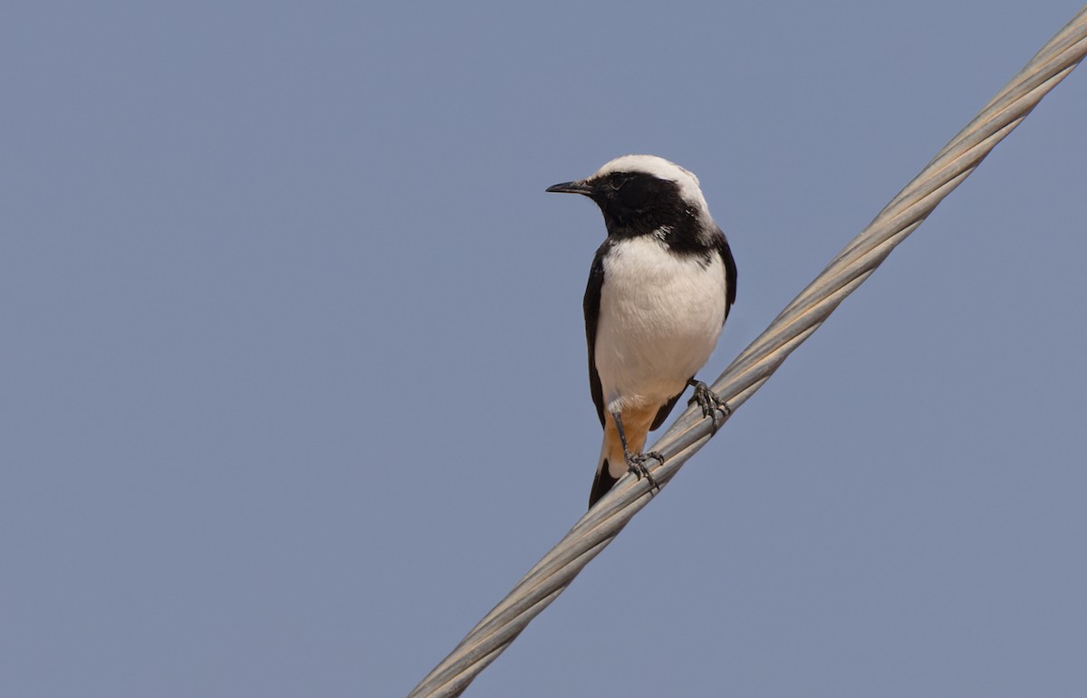 Arabian Wheatear - ML411221401