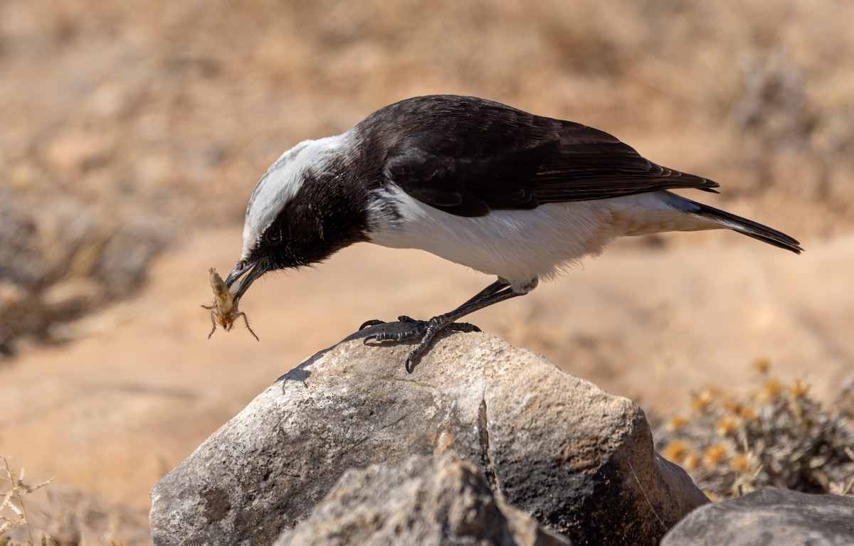 Arabian Wheatear - ML411221441