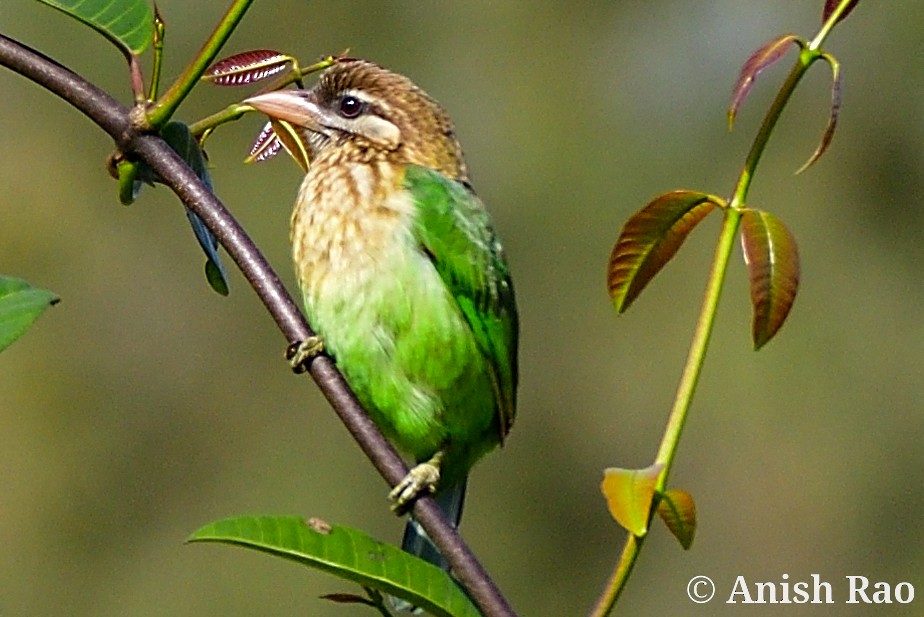 White-cheeked Barbet - ML411221711