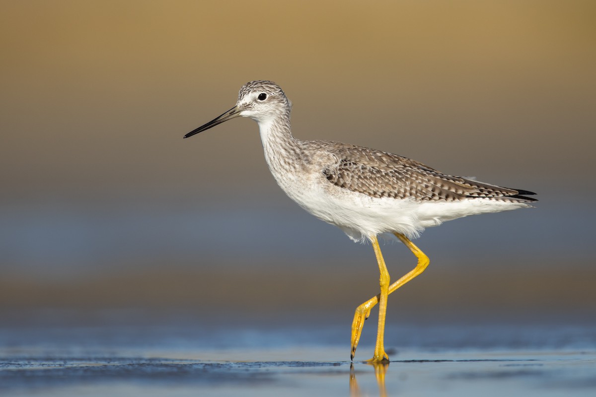 Greater Yellowlegs - ML411223011