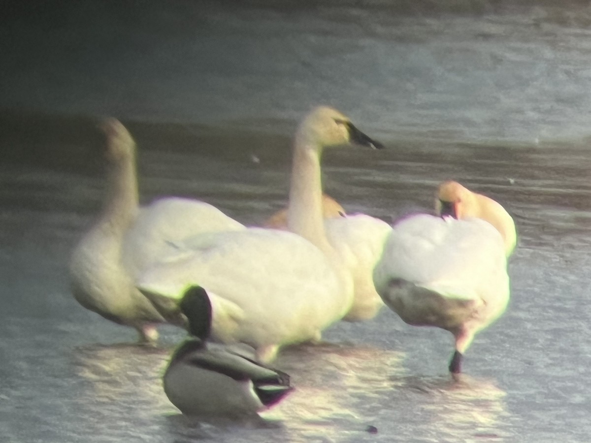 Tundra Swan - ML411223751