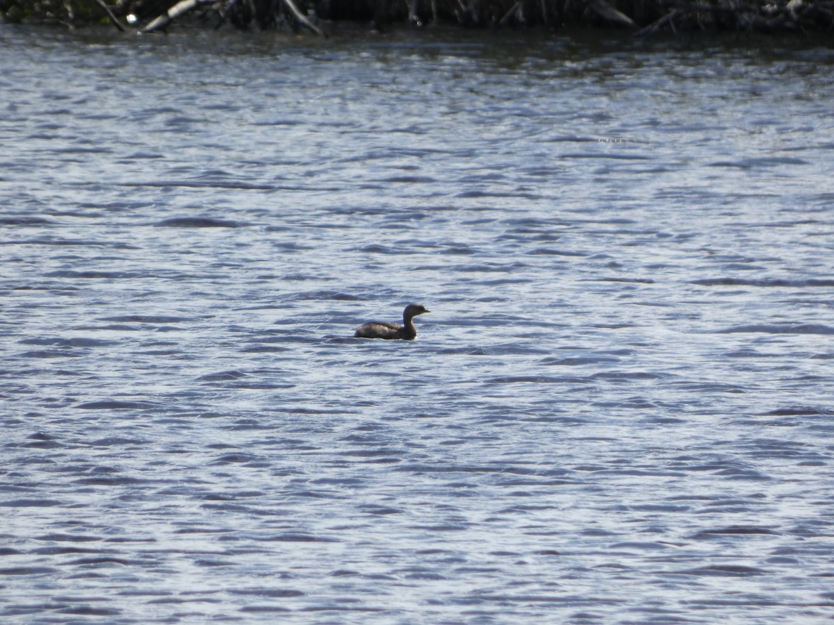 Pied-billed Grebe - ML411224111