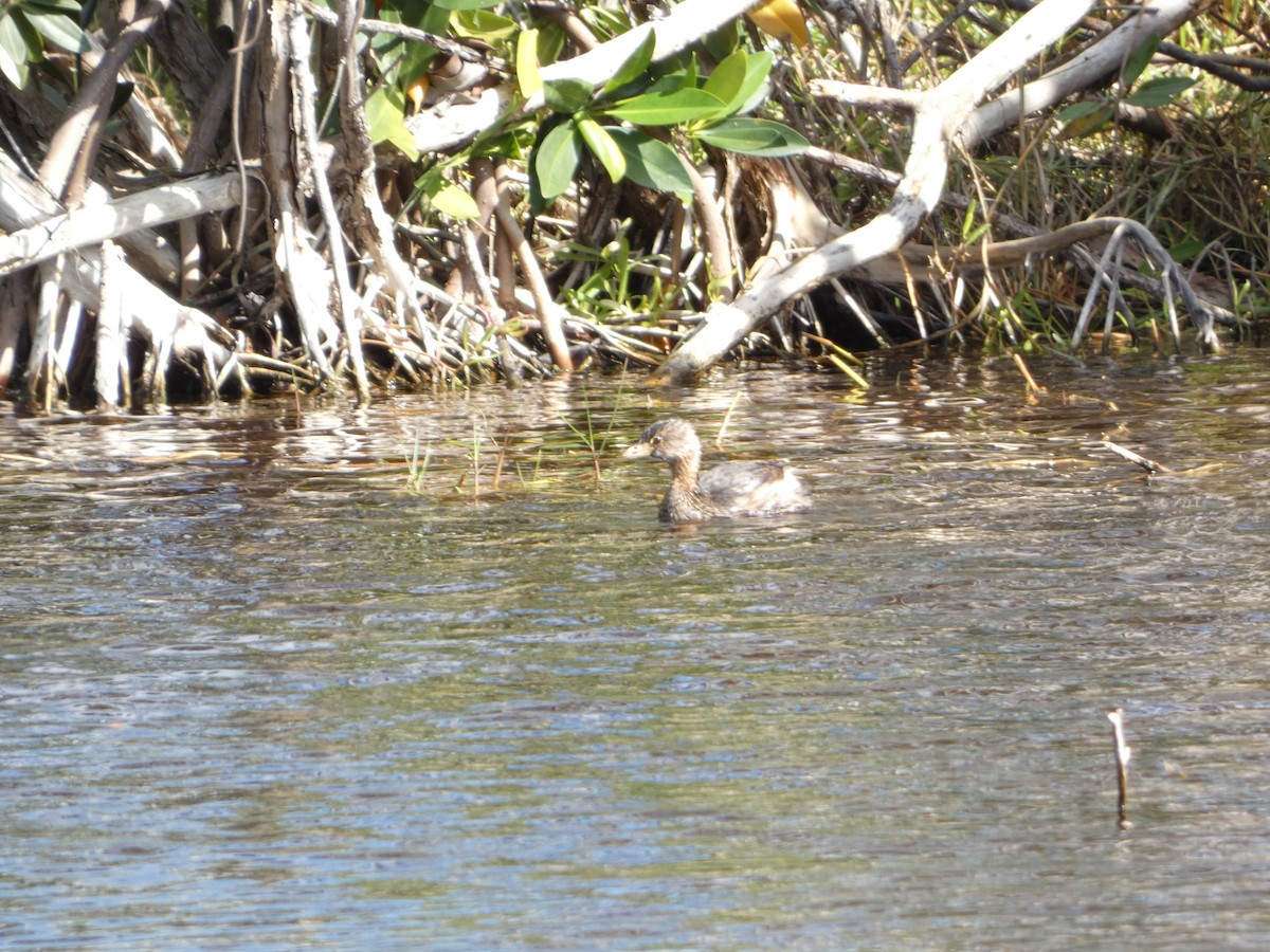 Pied-billed Grebe - ML411224131