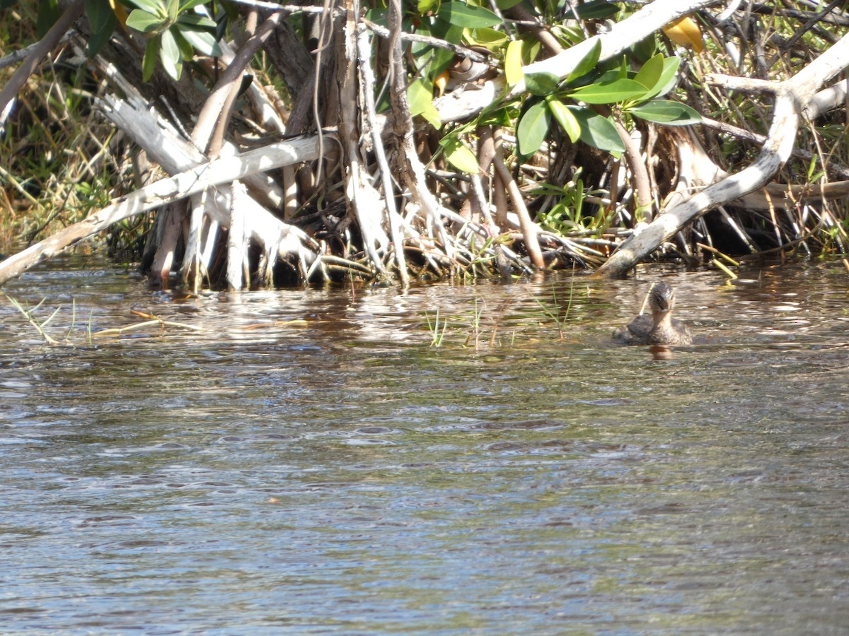 Pied-billed Grebe - ML411224141