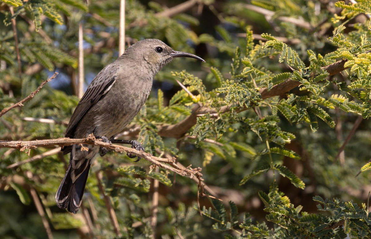 Arabian Sunbird - Lars Petersson | My World of Bird Photography