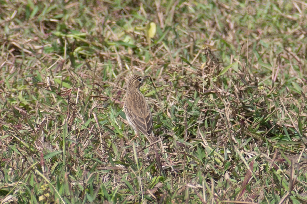 Richard's Pipit - Sreehari forestry