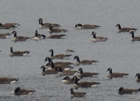 Long-tailed Duck - ML41122521