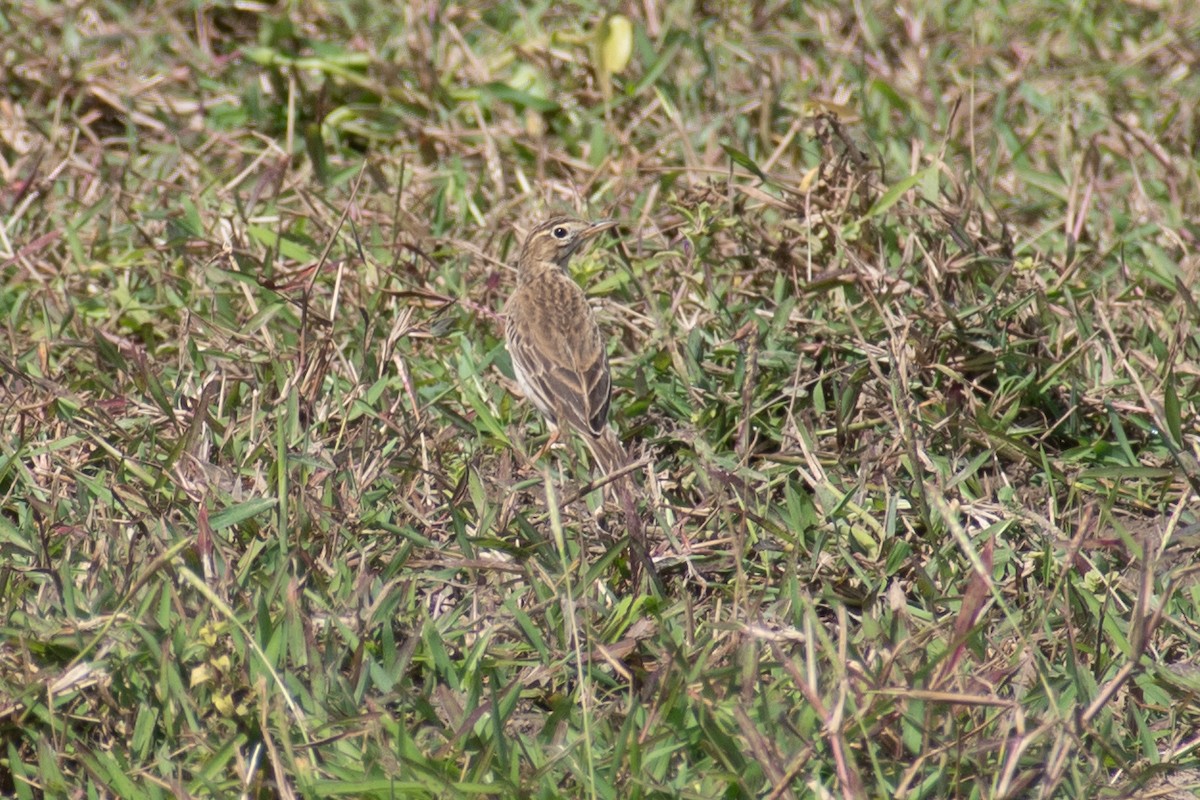 Richard's Pipit - ML411225221