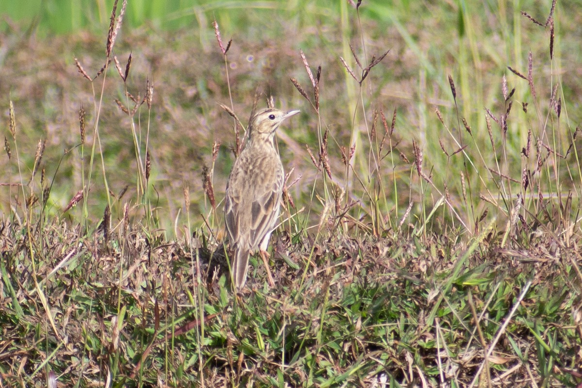 Richard's Pipit - ML411225271