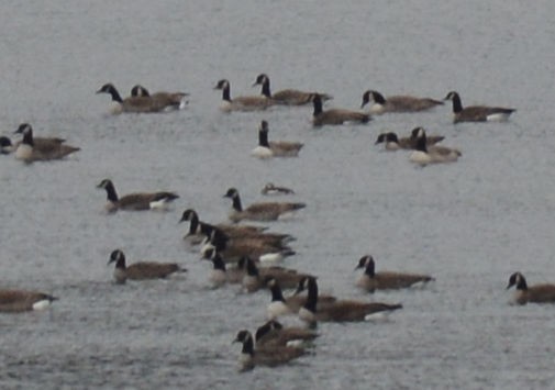 Long-tailed Duck - ML41122541