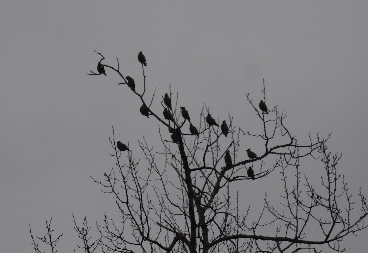 Bohemian Waxwing - ML41122741