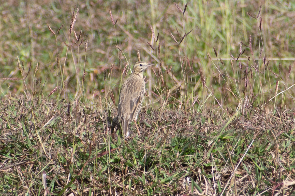 Хээрийн шийхнүүхэй - ML411227701