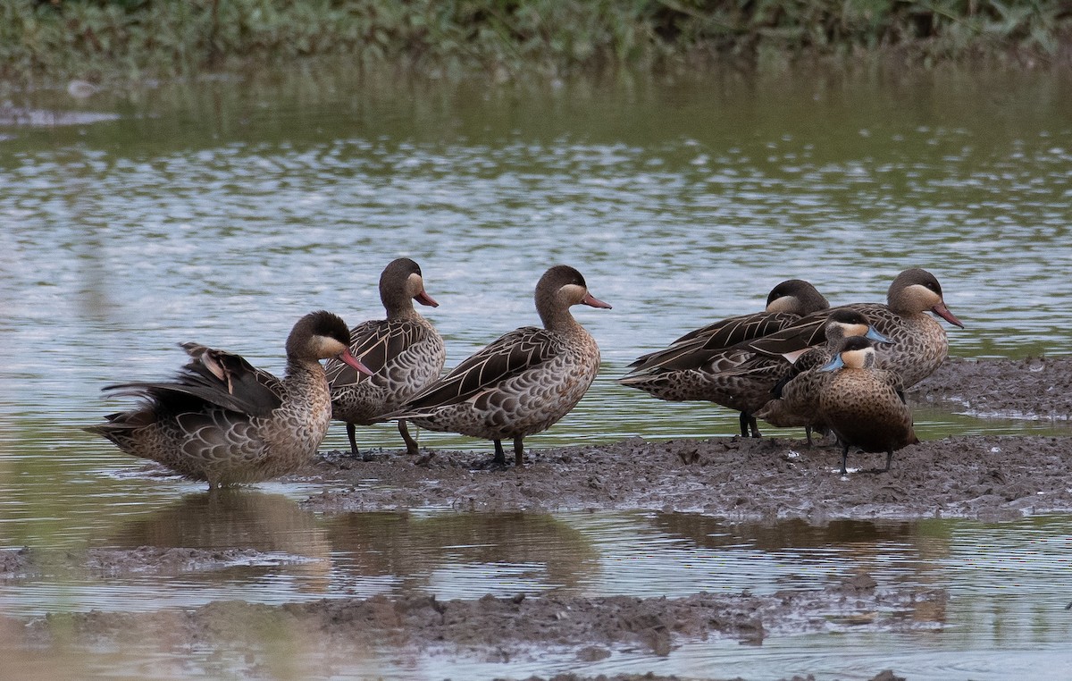 Blue-billed Teal - David Higgins