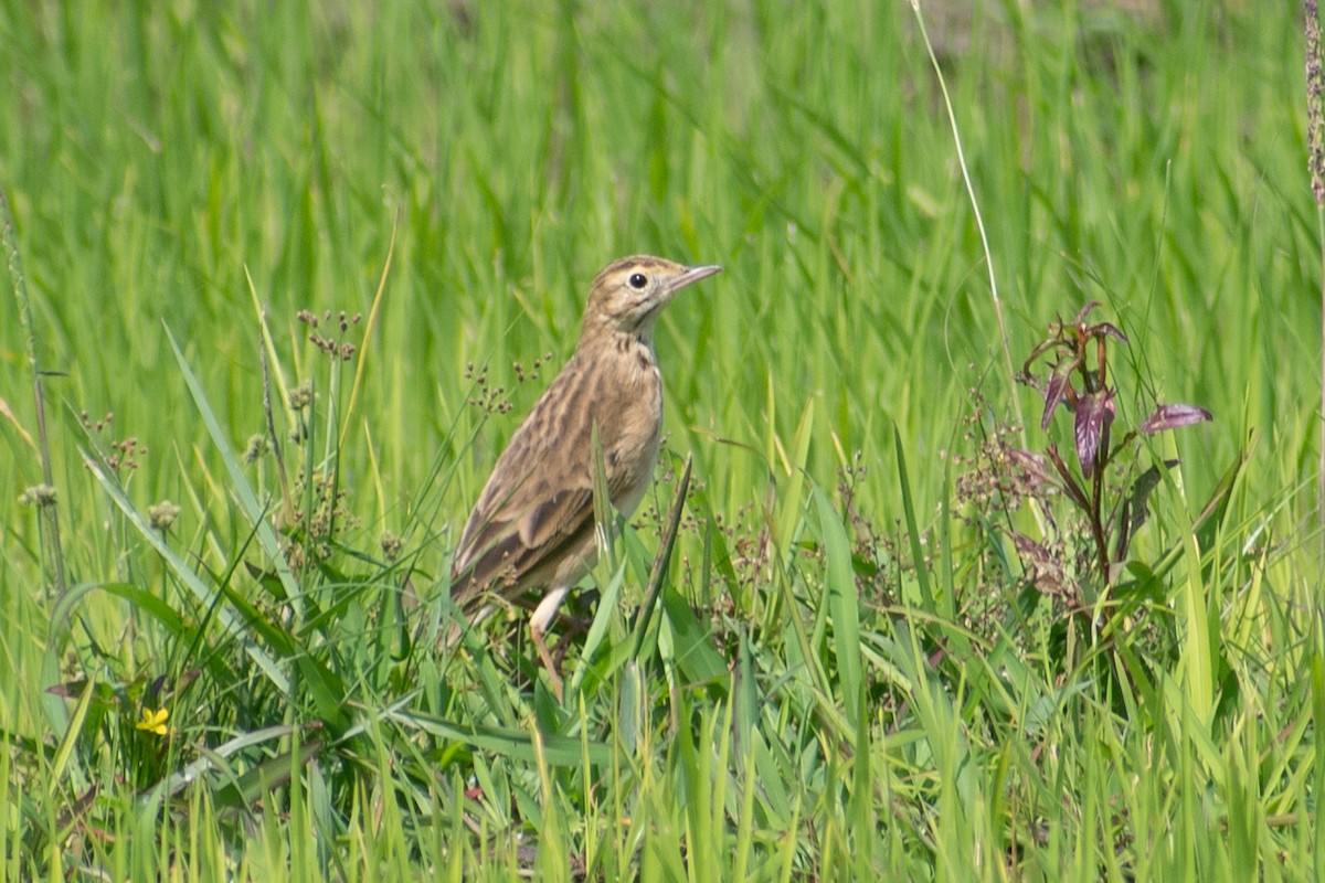 Calandro maggiore - ML411228331