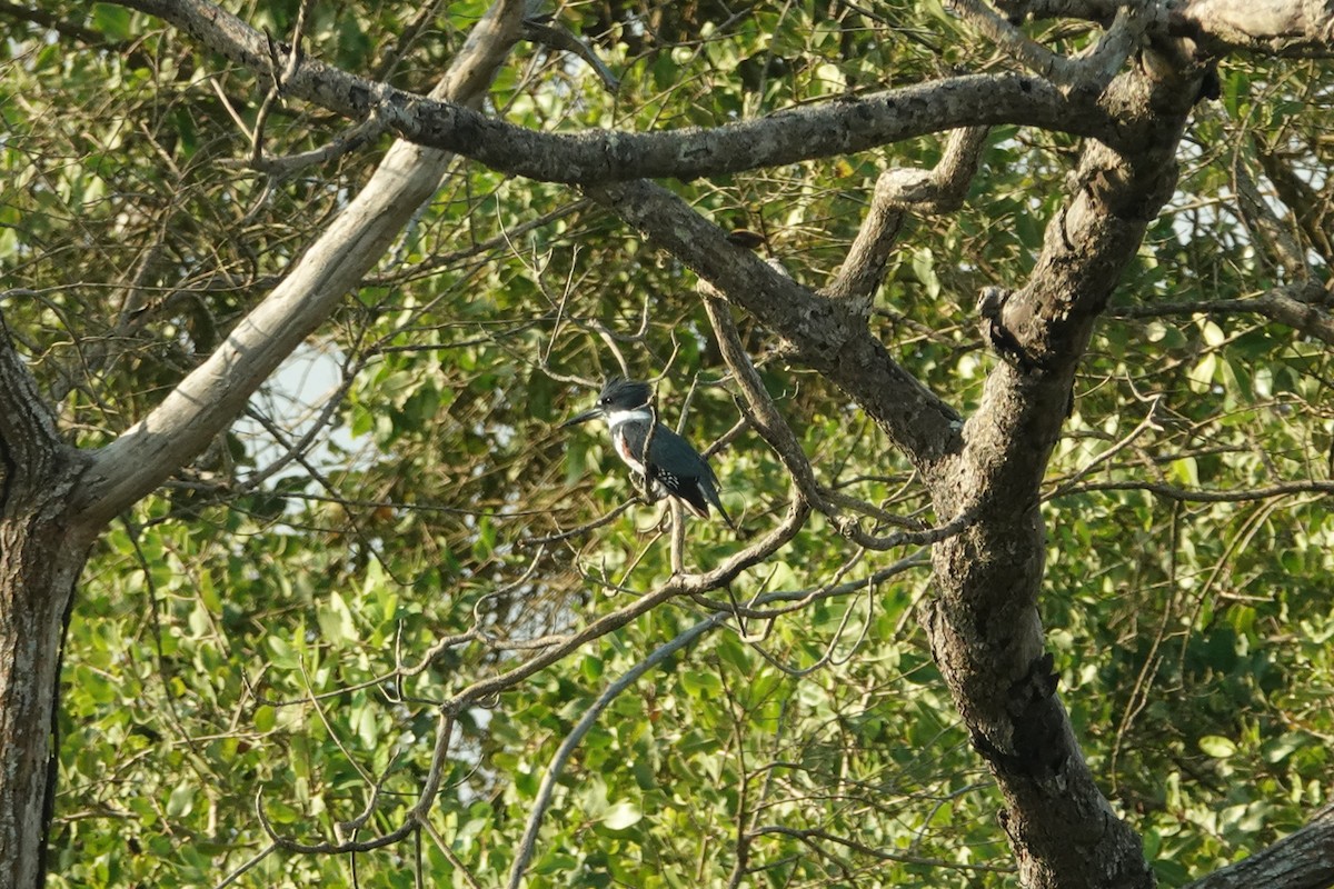 Belted Kingfisher - Mary Corporan Dunn